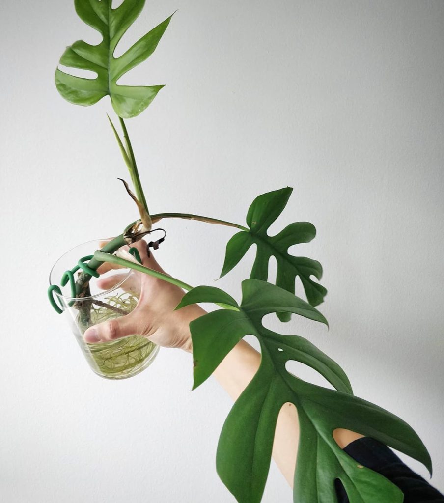 Only one week later: leaf number 4 is on the way! I better pot this up and give ...