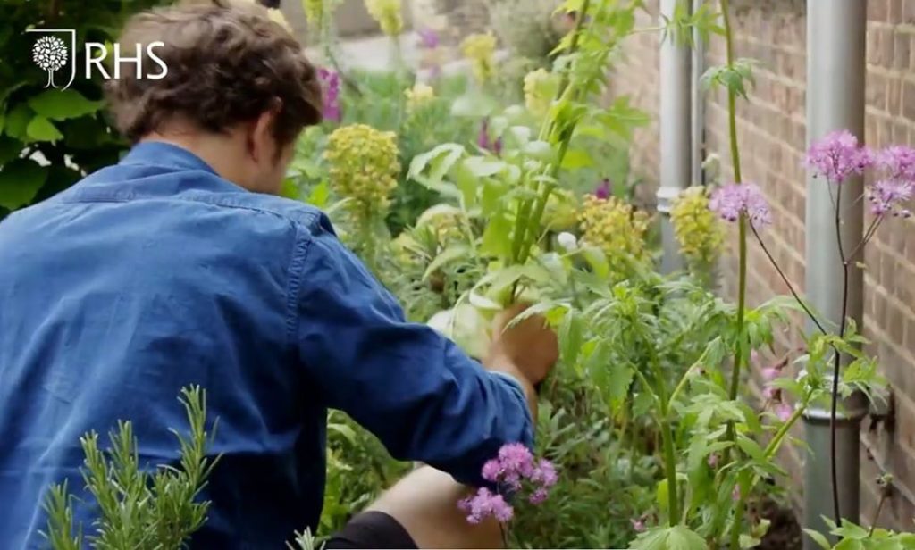 In my Virtual Chelsea video article live today on @the_rhs website (link in bio)...