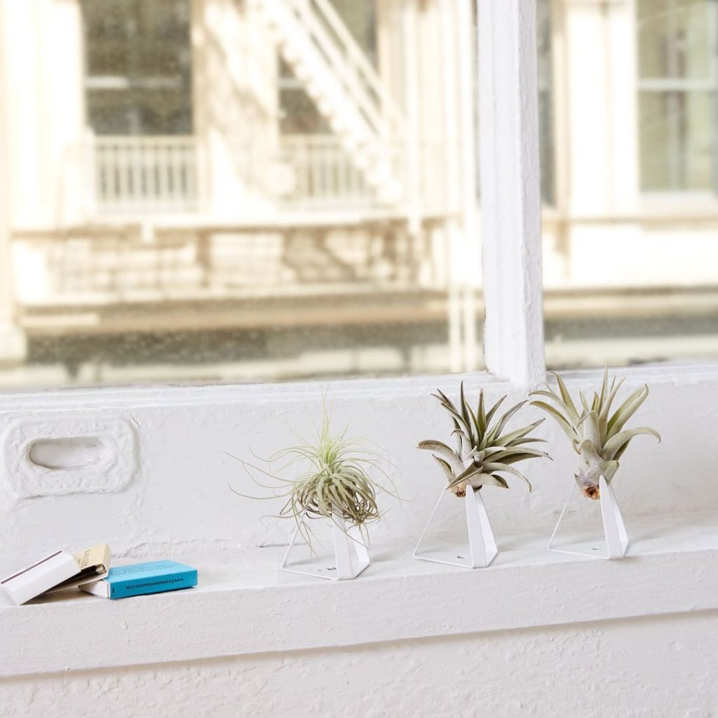 There's no better way to celebrate the grad in your life than with a new plant: ...