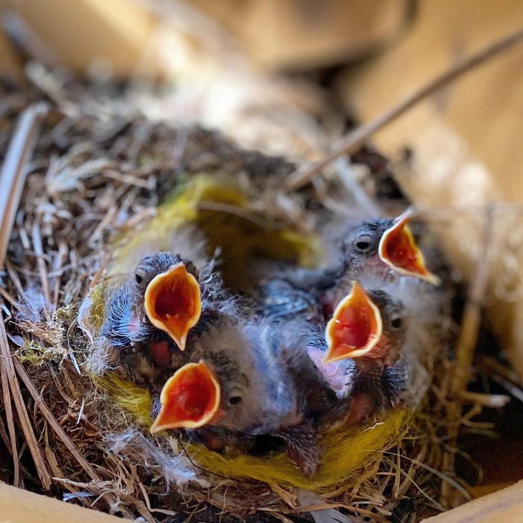 #Weekend #wildlife : #wagtail update......