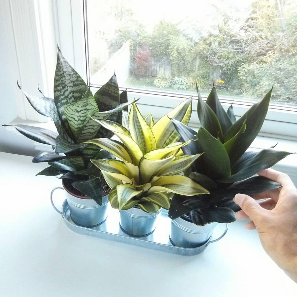 houseplantjournal: I’m excited to announce that I’ve partnered with @Aphriainc ’s social impact pla… I’m excited to announce that I’ve partnered with @Aphriainc ’s social impact pla...