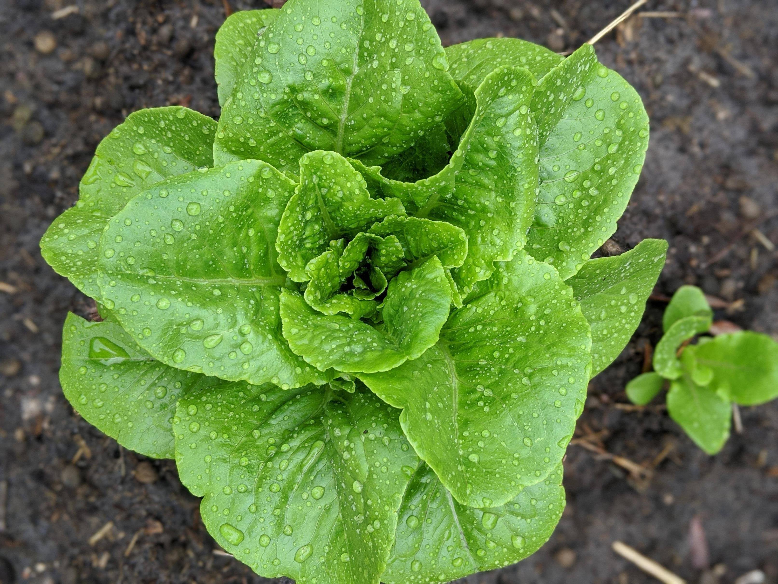 All For Gardening The most perfect head of lettuce I've ever grown