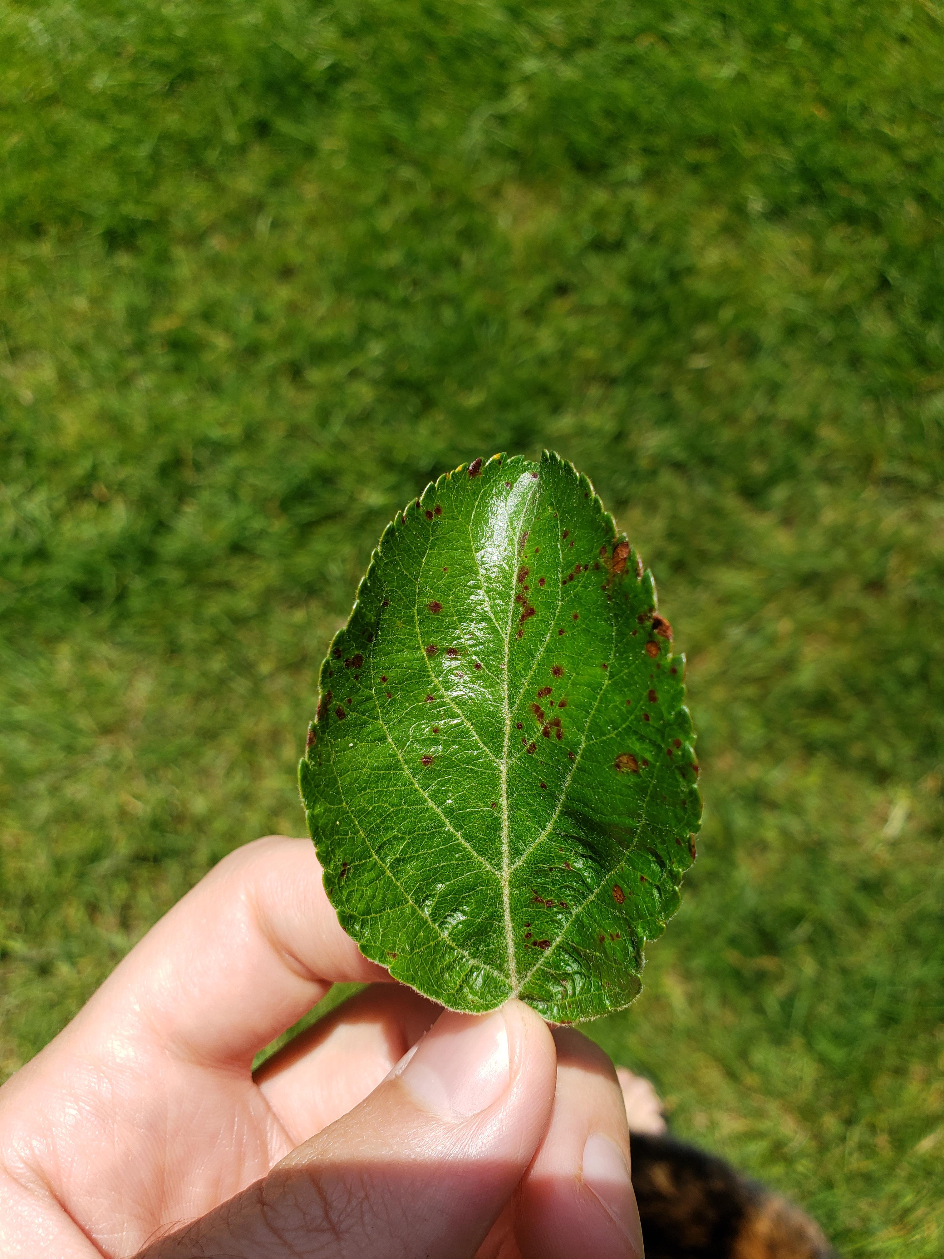 All For Gardening Anyone know what is causing these spots on my