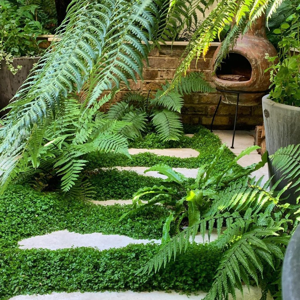 Mind your Own Business... No really, that’s what it’s called. Soleirolia soleiro...