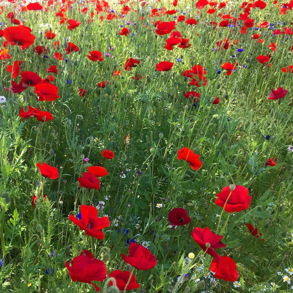 Colourfield... fringe benefit of being the taxi to pick up my son’s belongings f...