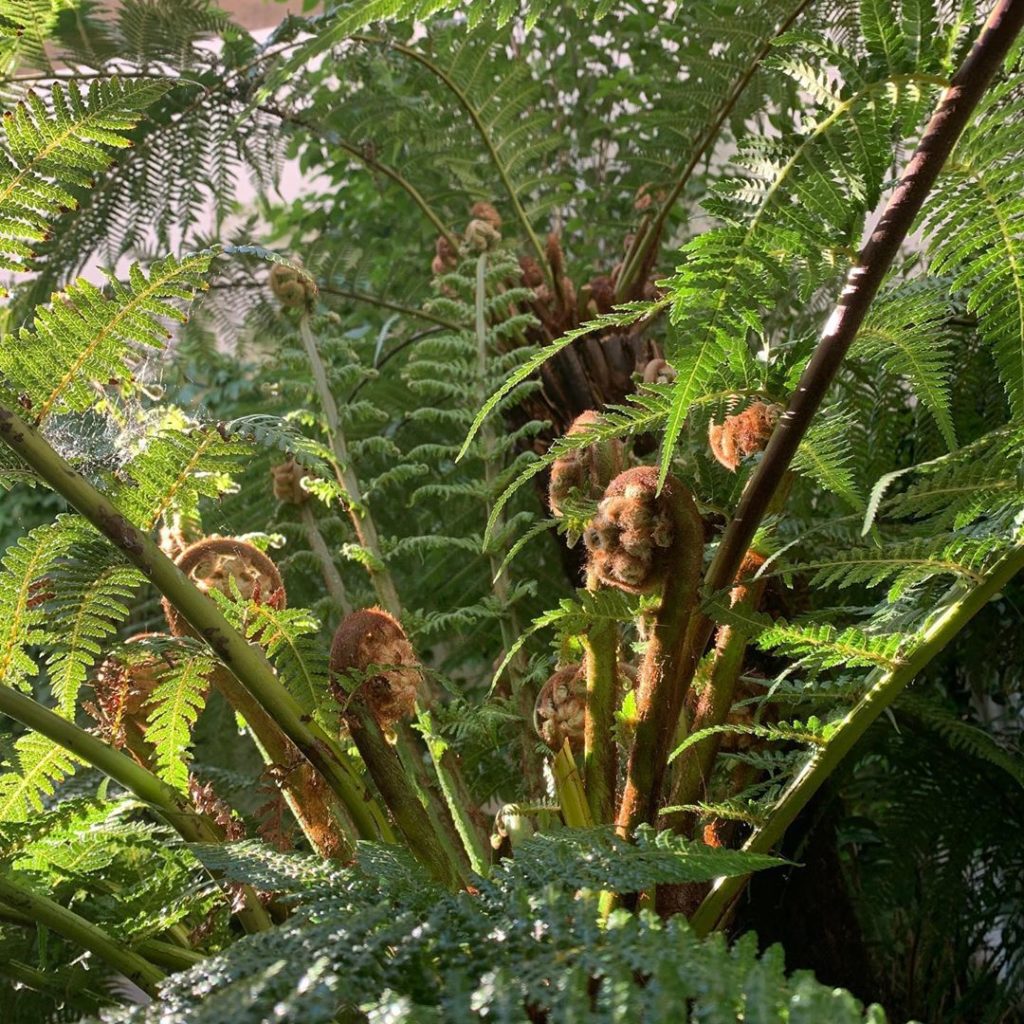 kategouldgardens: Unfurling, slowly but surely. Sheltered & protected the old fronds still look pe… Unfurling, slowly but surely. Sheltered & protected the old fronds still look pe...
