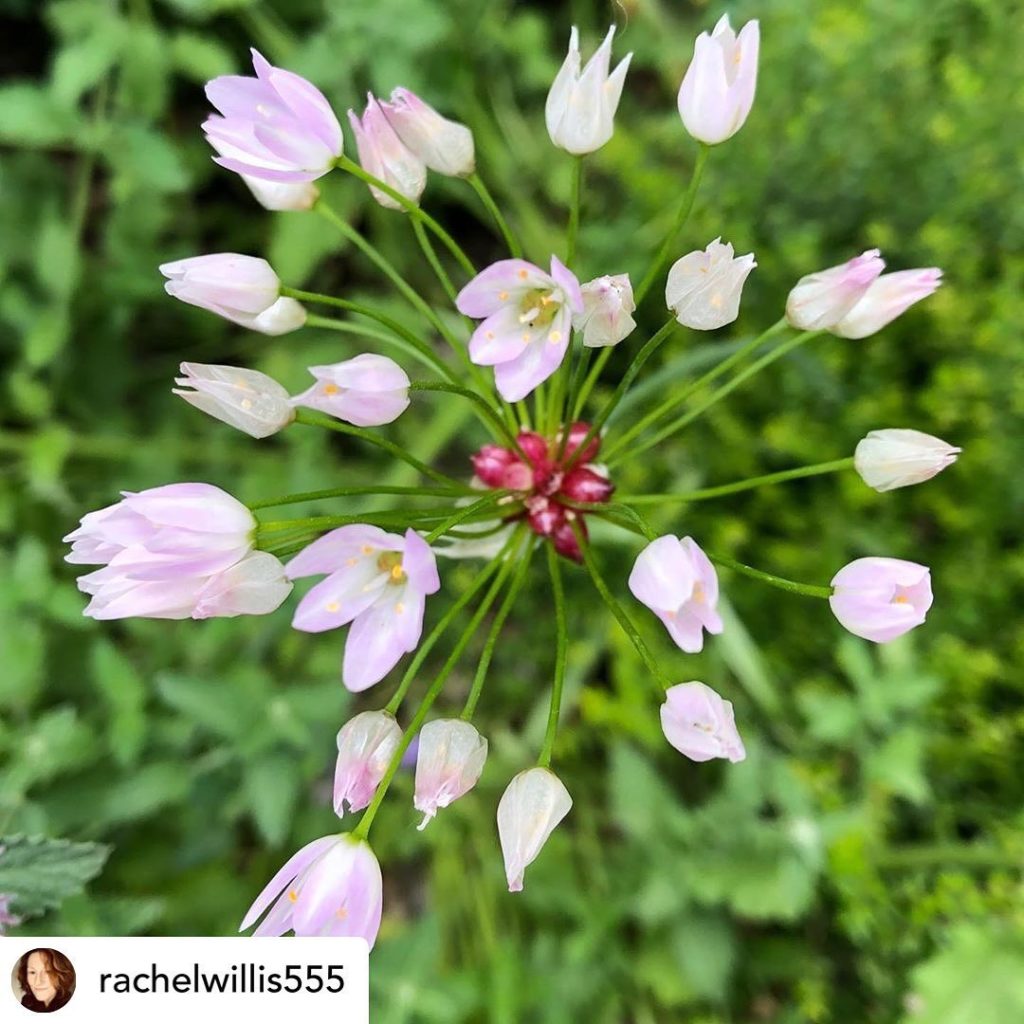 Reposting these two beautiful images of this Allium roseum growing in the #grave...