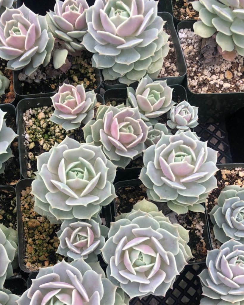 Echeveria Lola was my first succulent. What was your first succulent?...