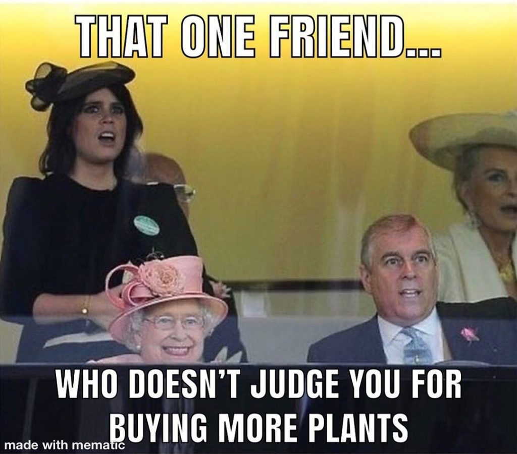 GIVEAWAY 1⃣ like this post 2⃣ tag a plant friend. For a chance to ...