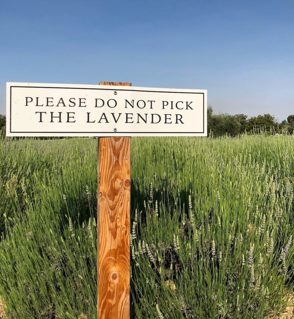 gardendesignmag: Have you ever visited a lavender farm?
.
I’m going on a walk through @highlandsp… Have you ever visited a lavender farm?
.
I’m going on a walk through @highlandsp...