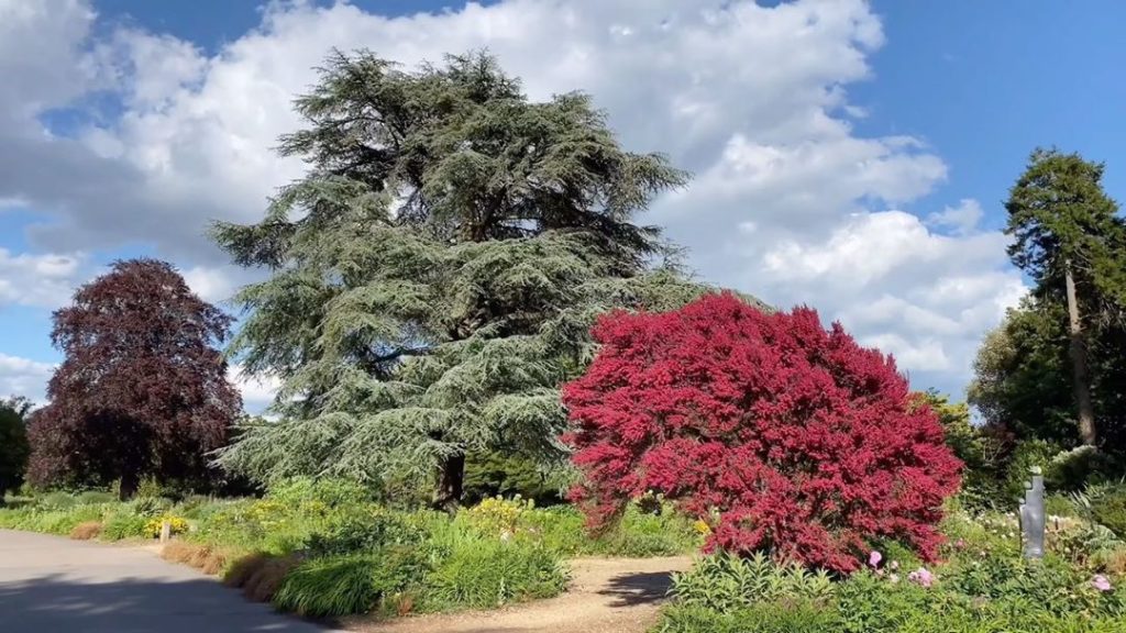 This : now : WOW  I give you Leptospermum scoparium ‘Red Damask’ ...