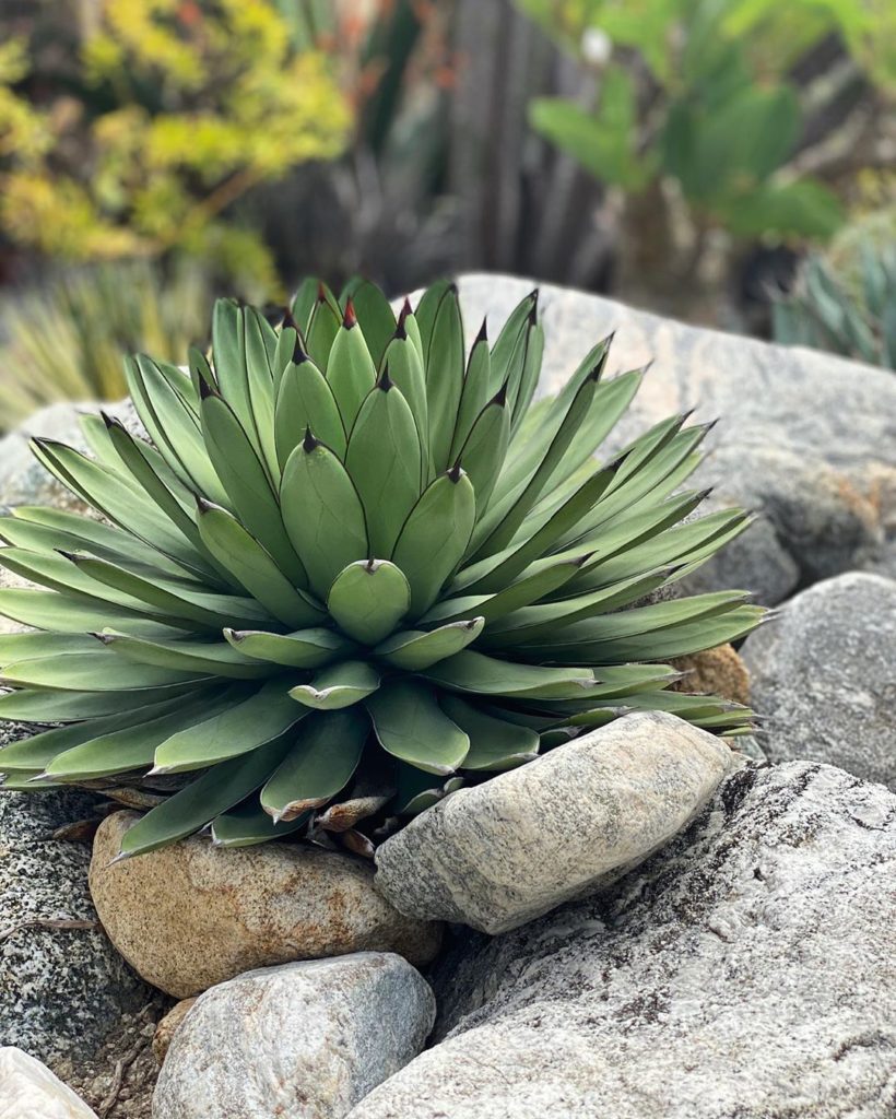 Agave 
.
.
#agave #plantlovers #plantlover #plantlove #rockgardens #rockgarden #...