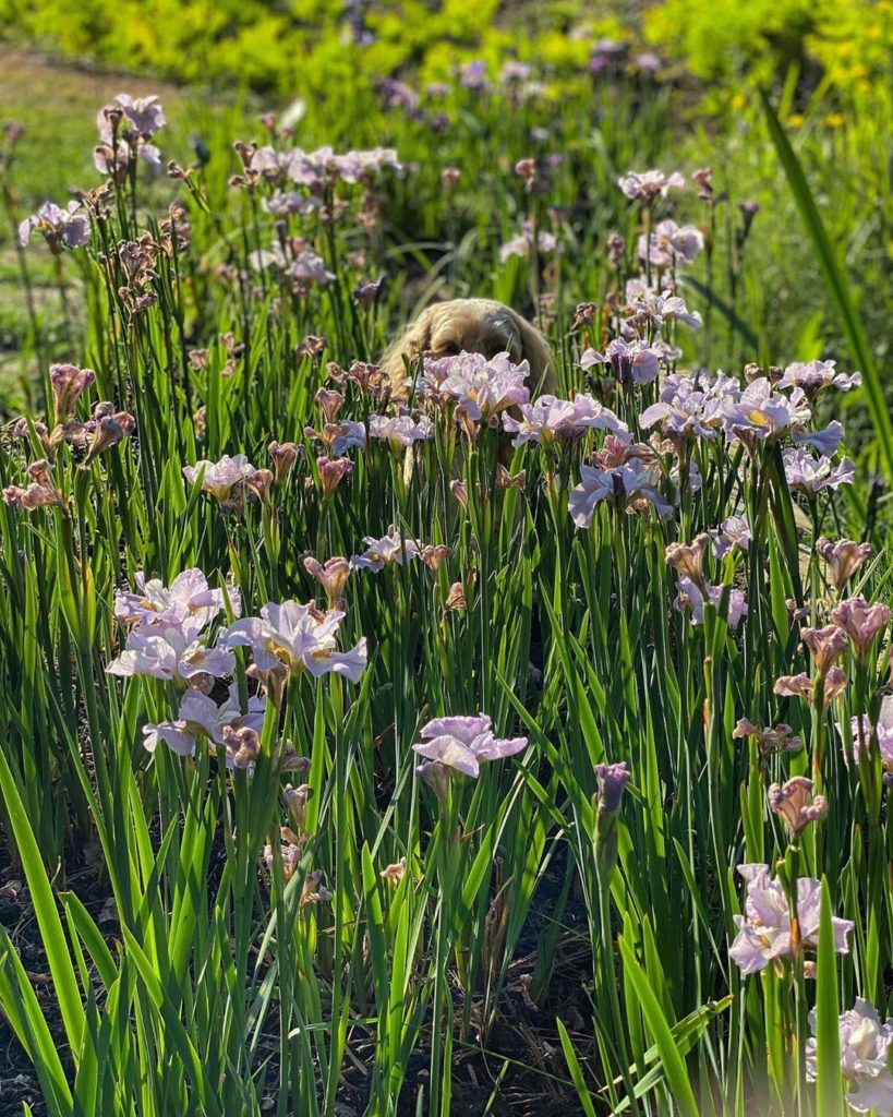 #cockerpoo #peekaboo! (#WheresWillow #wednesday)...
