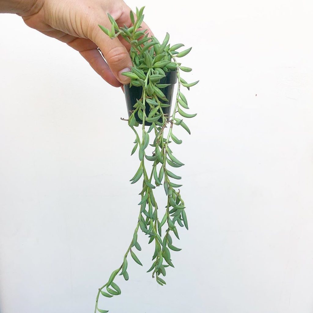 NEW String of Bananas ...