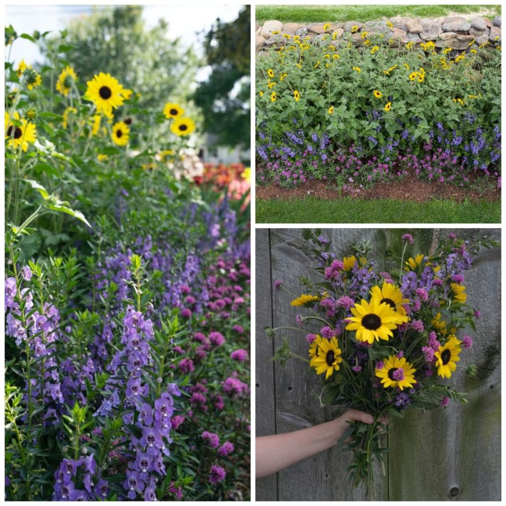 With just 3 types of flowers, you can create your very own cut flower garden!
.
...