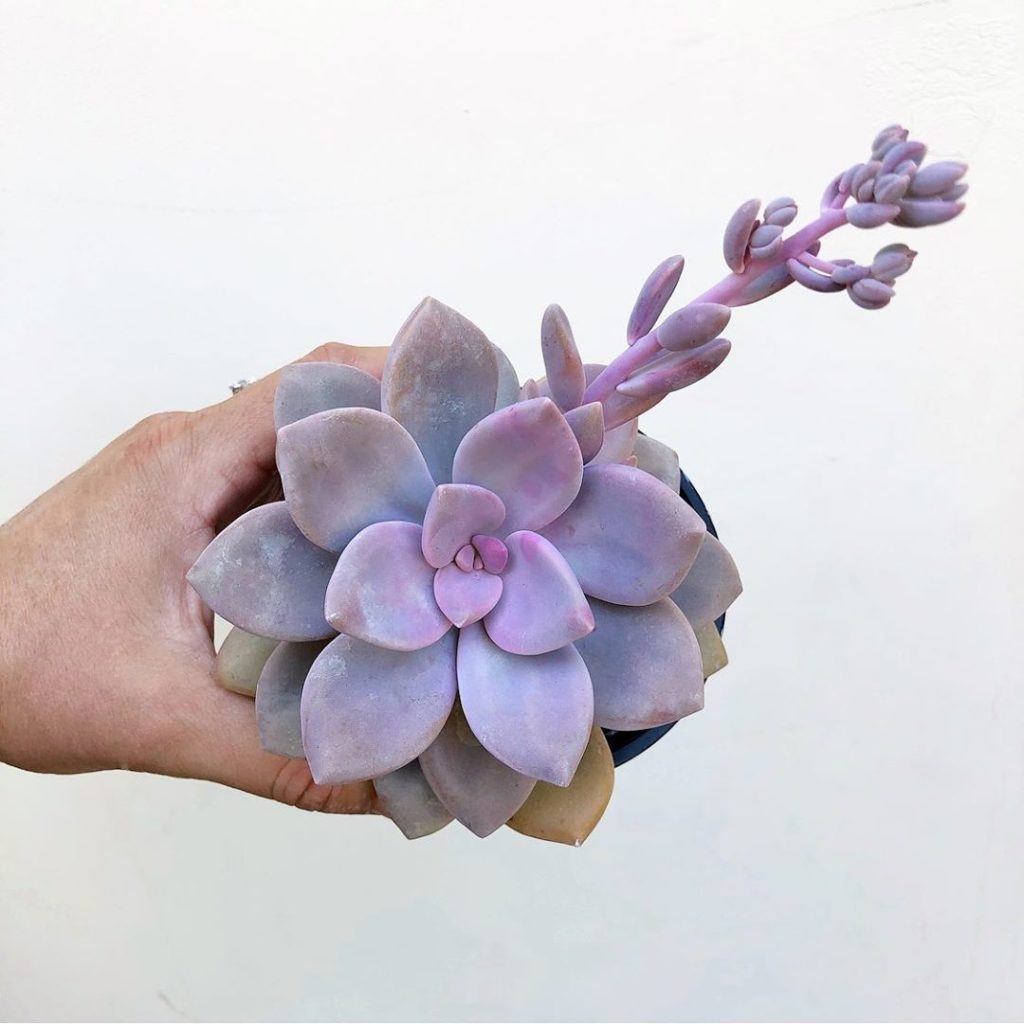 New Graptoveria Hybrid...