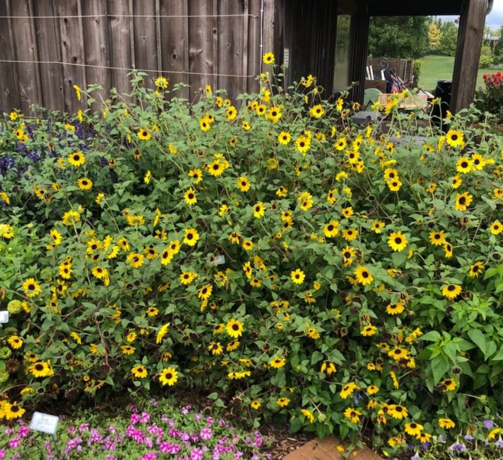 gardendesignmag: Sunflowers are perfectly named!
.
What sun-loving plants do you have in your ga… Sunflowers are perfectly named!
.
What sun-loving plants do you have in your ga...