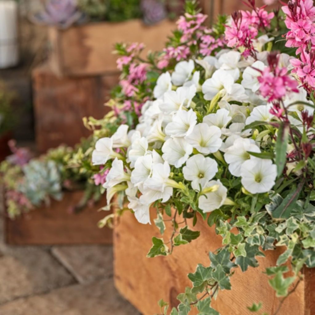 Create this container:
-Proven Accents Glacier Ivy Hedera helix
-Supertunia Mini...