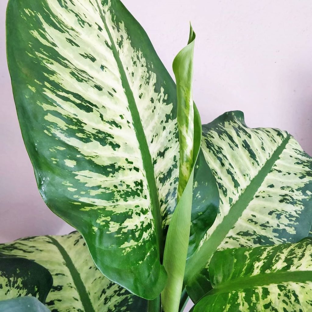 houseplantjournal: Through its social impact platform, @plantpositivity, @aphriainc believes that w… Through its social impact platform, @plantpositivity, @aphriainc believes that w...