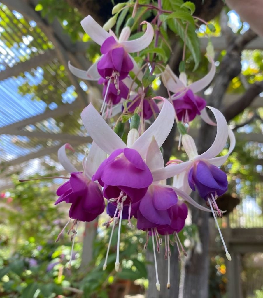 gardendesignmag: How beautiful is this fuchsia?! If you have a shaded area in your garden, they w… How beautiful is this fuchsia?! If you have a shaded area in your garden, they w...