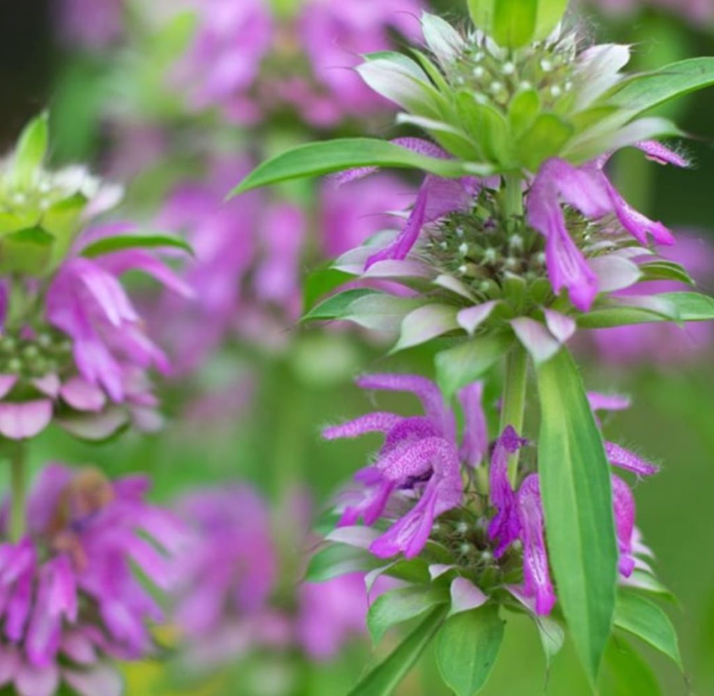 Mystery Plant Monday:
-Zones 2-11 (that's a wide range!)
-Edible
-Will be happy ...