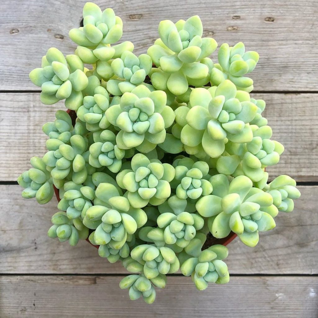 LIVE AUCTION  6” Treleasi  STARTING BID $8 (one dollar incriminate bids only ple...