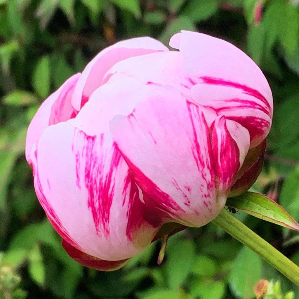Doing a pretty passable impression of a scoop of raspberry ripple. Before the me...