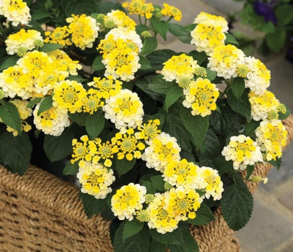 Cheerful lantana for a happy #flowerfriday!
.
Bandana Lemon Zest lantana
Zones 9...