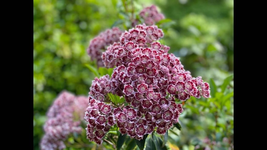 #Tuesday’s #treasure : Kalmia latifolia : aka mini iced-gems ! ......