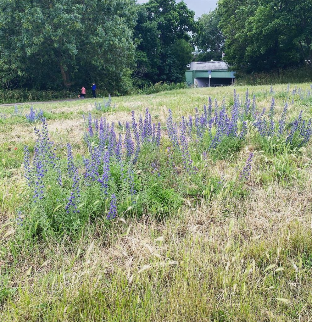 tommasseyuk: Echium vulgare naturalised on this grassy bank – one of my favourite ‘weeds’ and… Echium vulgare naturalised on this grassy bank - one of my favourite ‘weeds’ and...