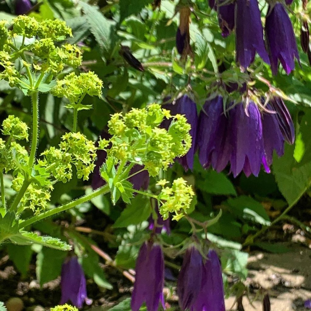 kategouldgardens: Acid coloured Alchemilla mollis and the seriously aubergine-like flowers of Camp… Acid coloured Alchemilla mollis and the seriously aubergine-like flowers of Camp...