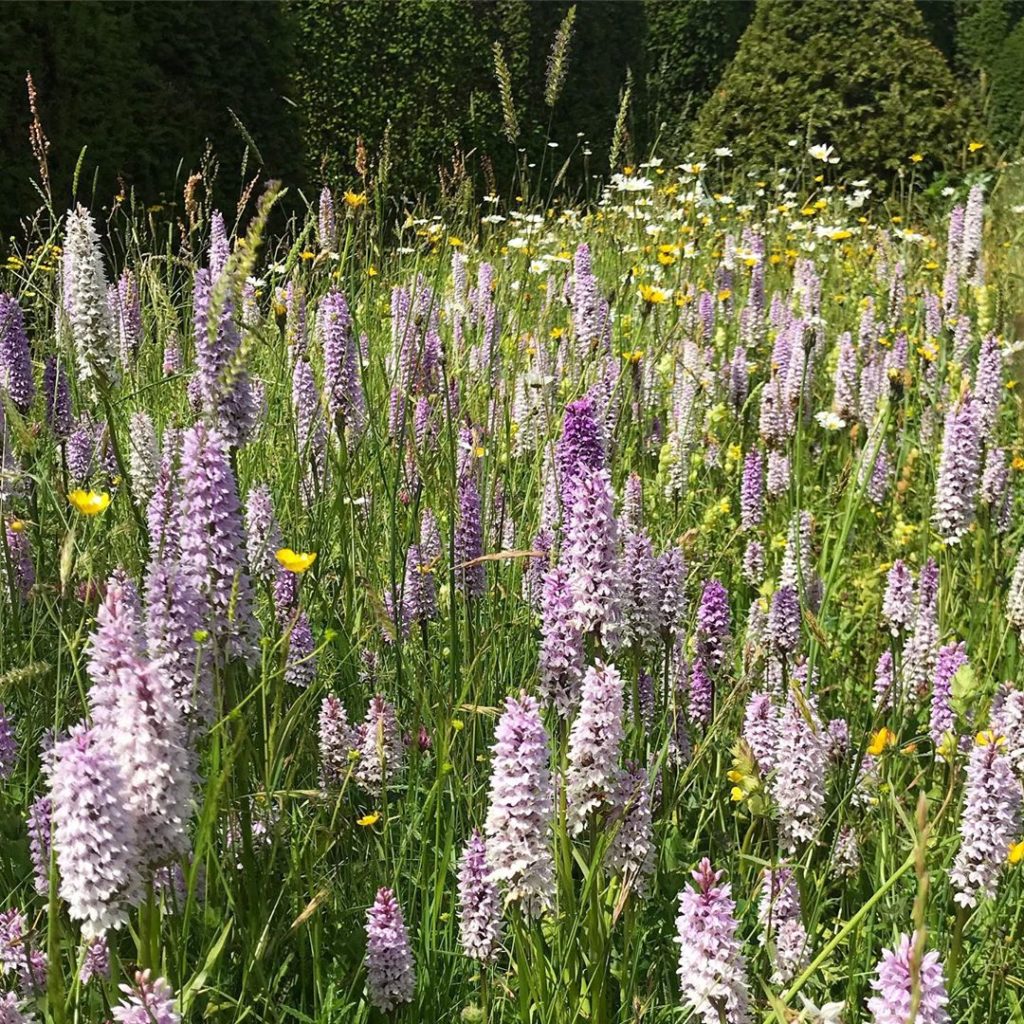 Truly, madly, deeply... orchid love in the topiary lawn @greatdixterofficial jus...