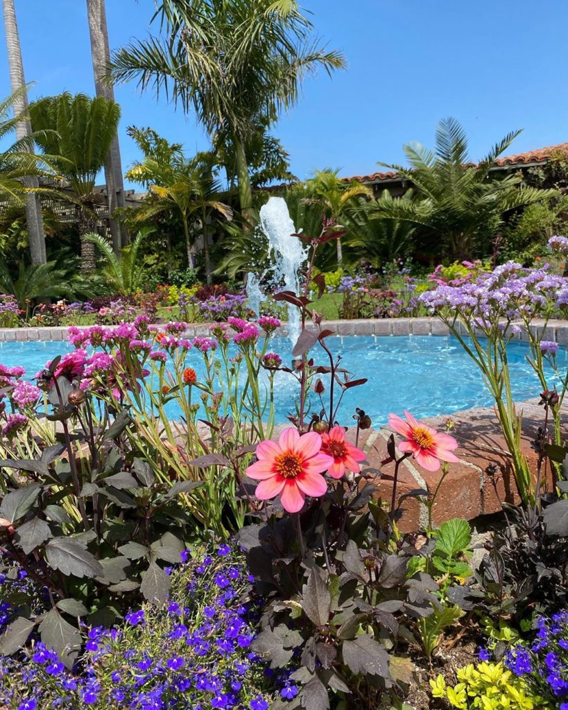 gardendesignmag: These flowers are enjoying their day poolside!
.
#flowerfriday #dahlias #flowers… These flowers are enjoying their day poolside!
.
#flowerfriday #dahlias #flowers...
