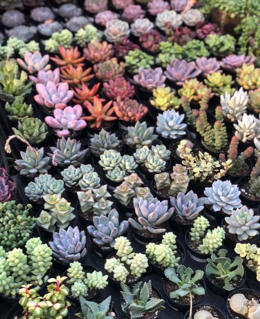 GIVEAWAYTag a plant loving friend and like this photo for a chance to win (2) $1...