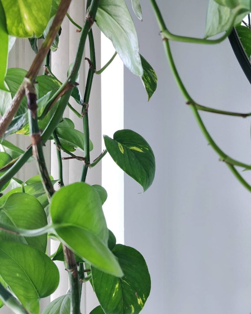 If you play this game as "proper care = perfect plants forever", you will always...