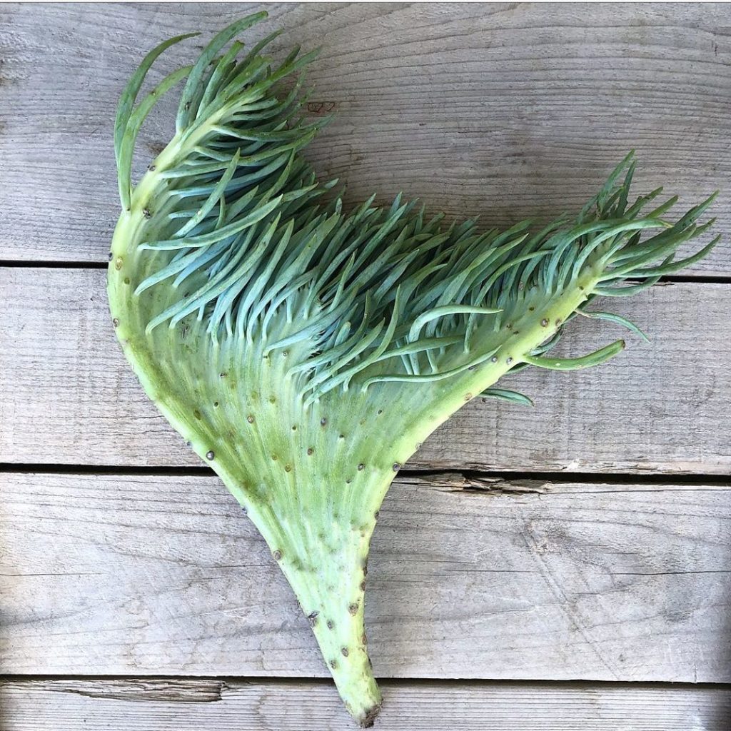 Live Auction  Mermaid Tail succulent. Dollar amount raises only please. Startin...