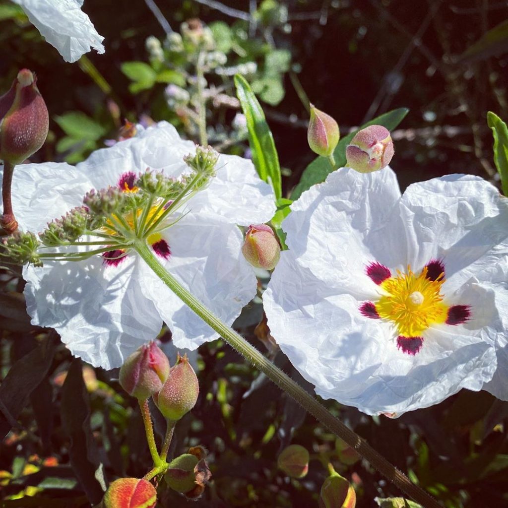 Rocking it #rockrose #cistus #greatblotches #nationalcollection #practically #in...