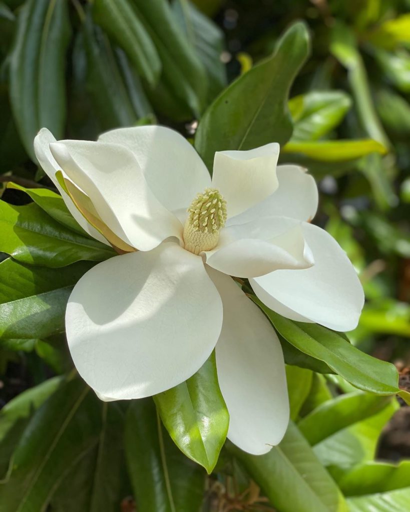 gardendesignmag: Have you ever stopped to take a picture of a flower? 
.
I saw this beautiful mag… Have you ever stopped to take a picture of a flower? 
.
I saw this beautiful mag...