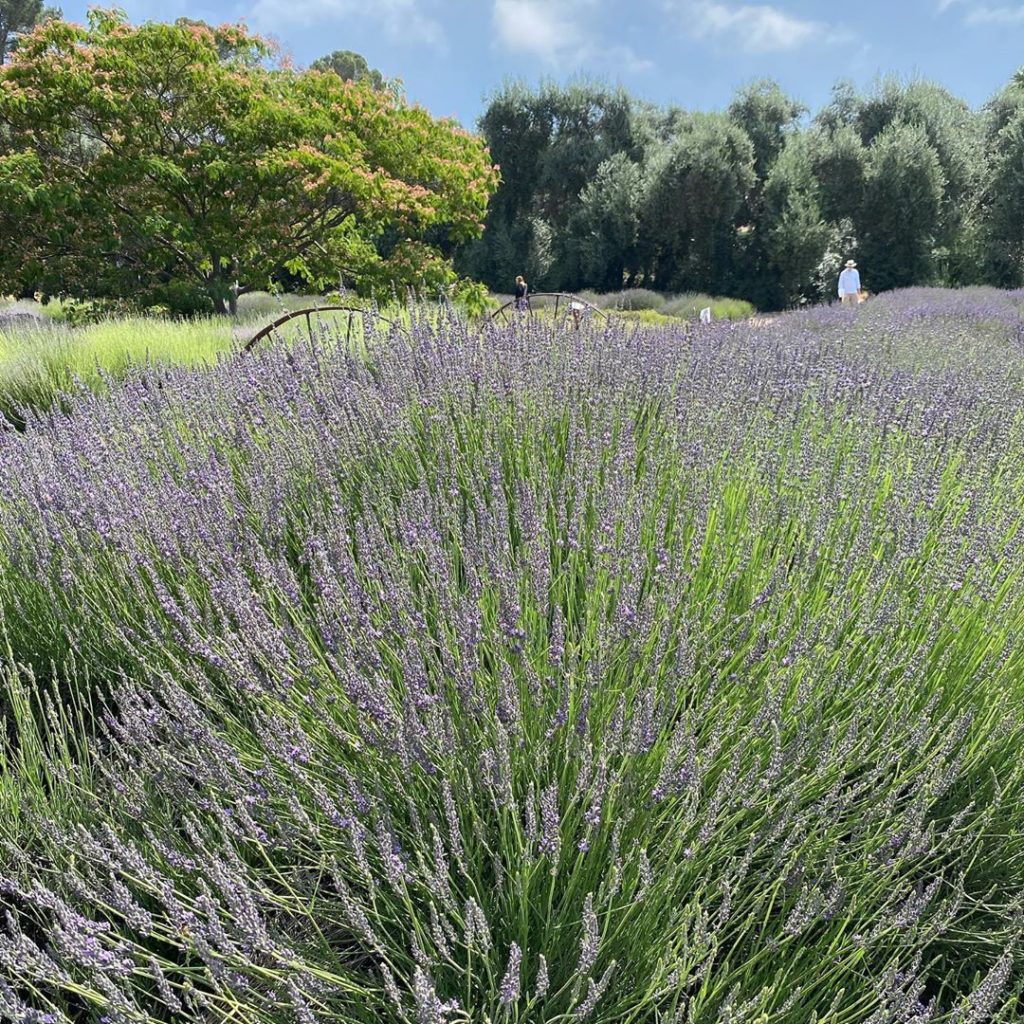gardendesignmag: The lavender is blooming!
.
What a name this one has. This lavender (‘Grosso’) i… The lavender is blooming!
.
What a name this one has. This lavender (‘Grosso’) i...