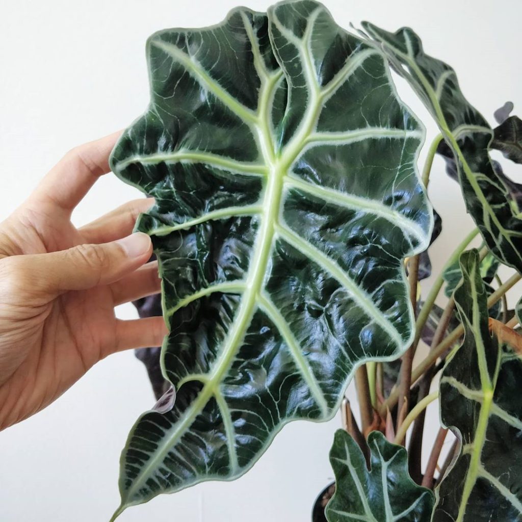 Alocasia Polly report: after 2 months.
-
Leaf turnover: 4 *new* leaves emerged, ...