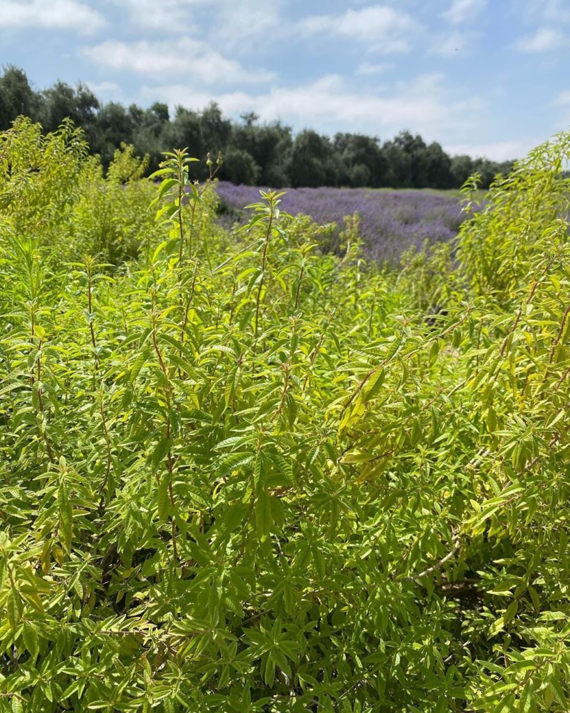 Comment with    if you love Lemon verbena!
.
.
#lemonverbena #verbena #gardenvie...