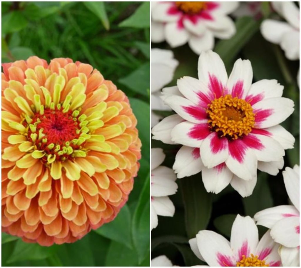 Would you rather have Queeny Lime Orange or Zahara Starlight in your garden?
.
-...