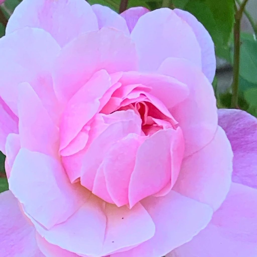 kategouldgardens: It took me ages to appreciate Roses. Im a ridiculously slow learner! I adore t… It took me ages to appreciate Roses. Im a ridiculously slow learner! I adore t...