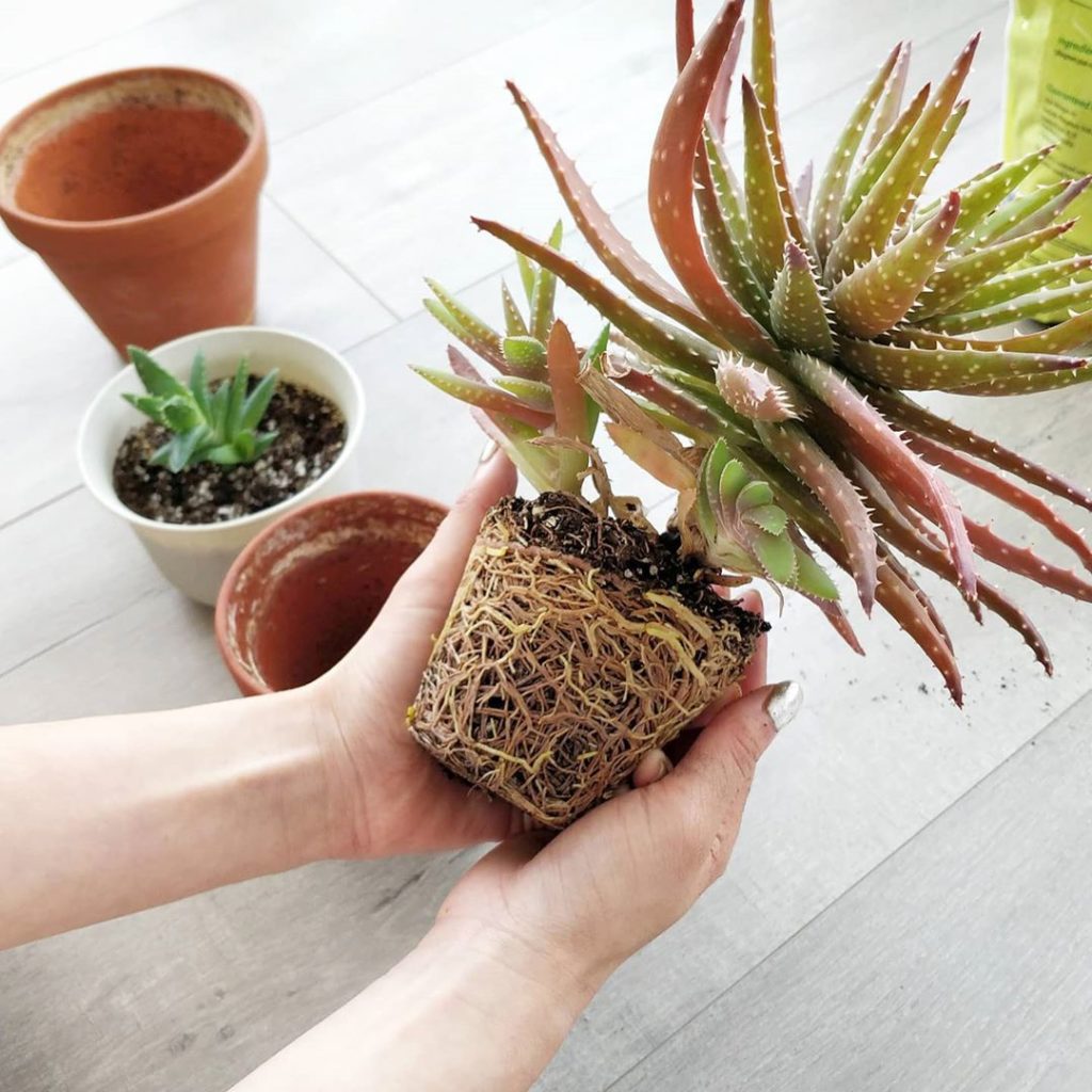 This week we're discussing repotting as part of the foundations of houseplant ca...