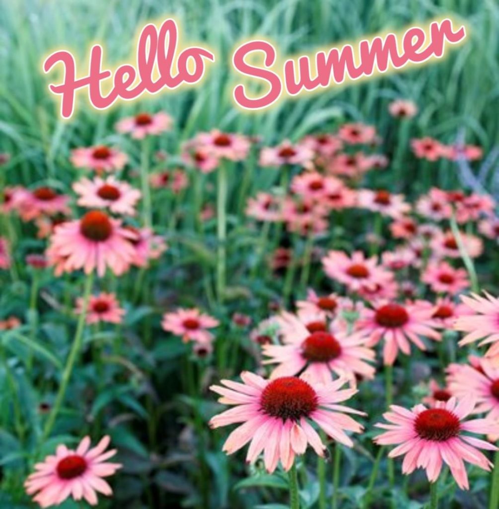 Hello Summer! 
.
.
How are you spending the first day of summer in your garden?
...