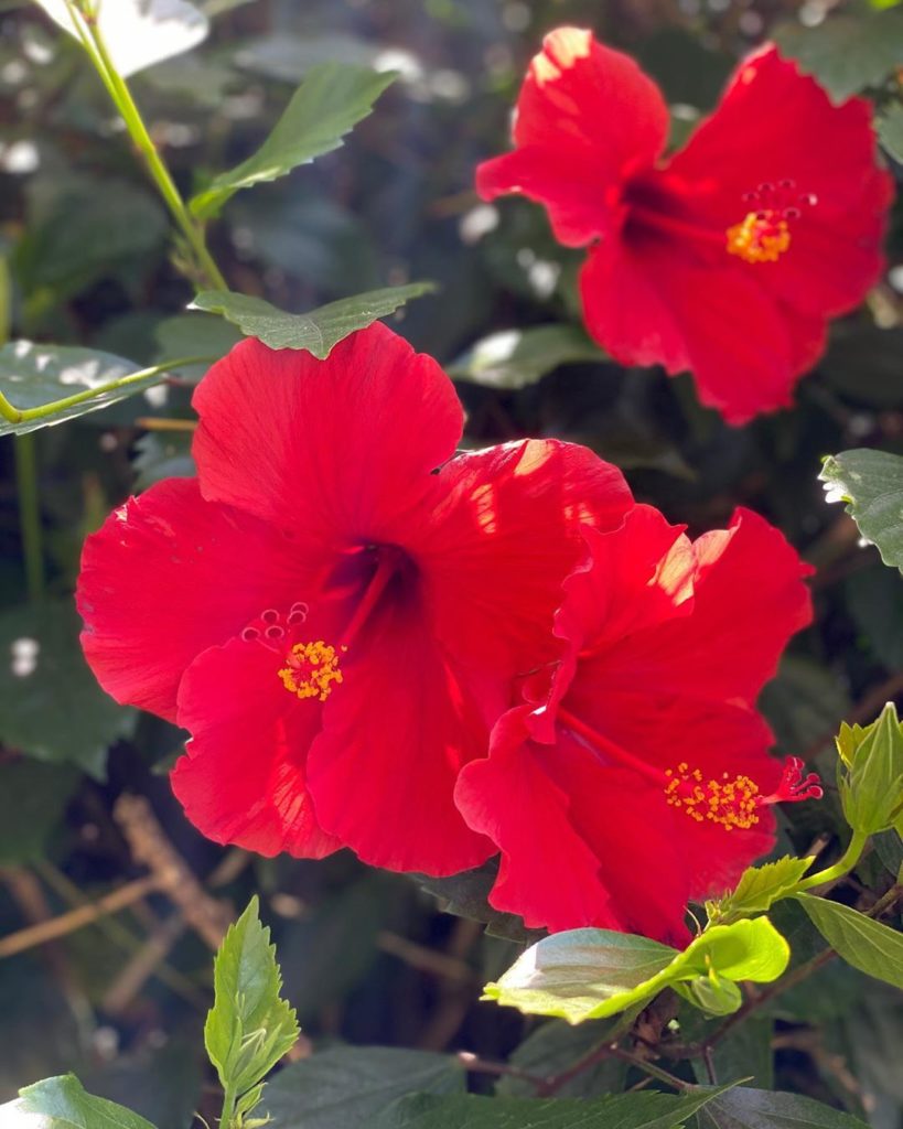Blooming in the garden today 
.
.
#hibiscus #bloomingnow #tropicalgarden #garden...