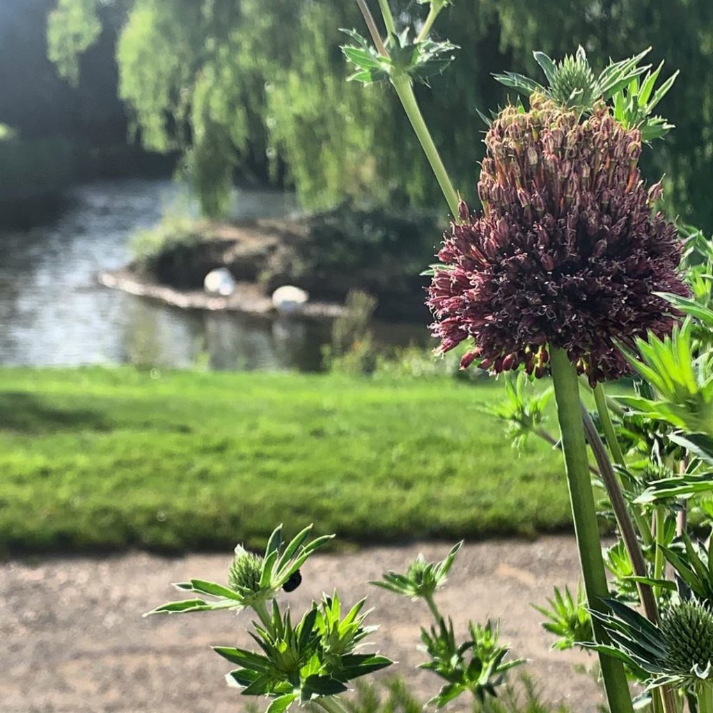 kategouldgardens: Evening light, Allium ‘Forelock’ & two blurry Geese. Almost midsummer light on t… Evening light, Allium ‘Forelock’ & two blurry Geese. Almost midsummer light on t...