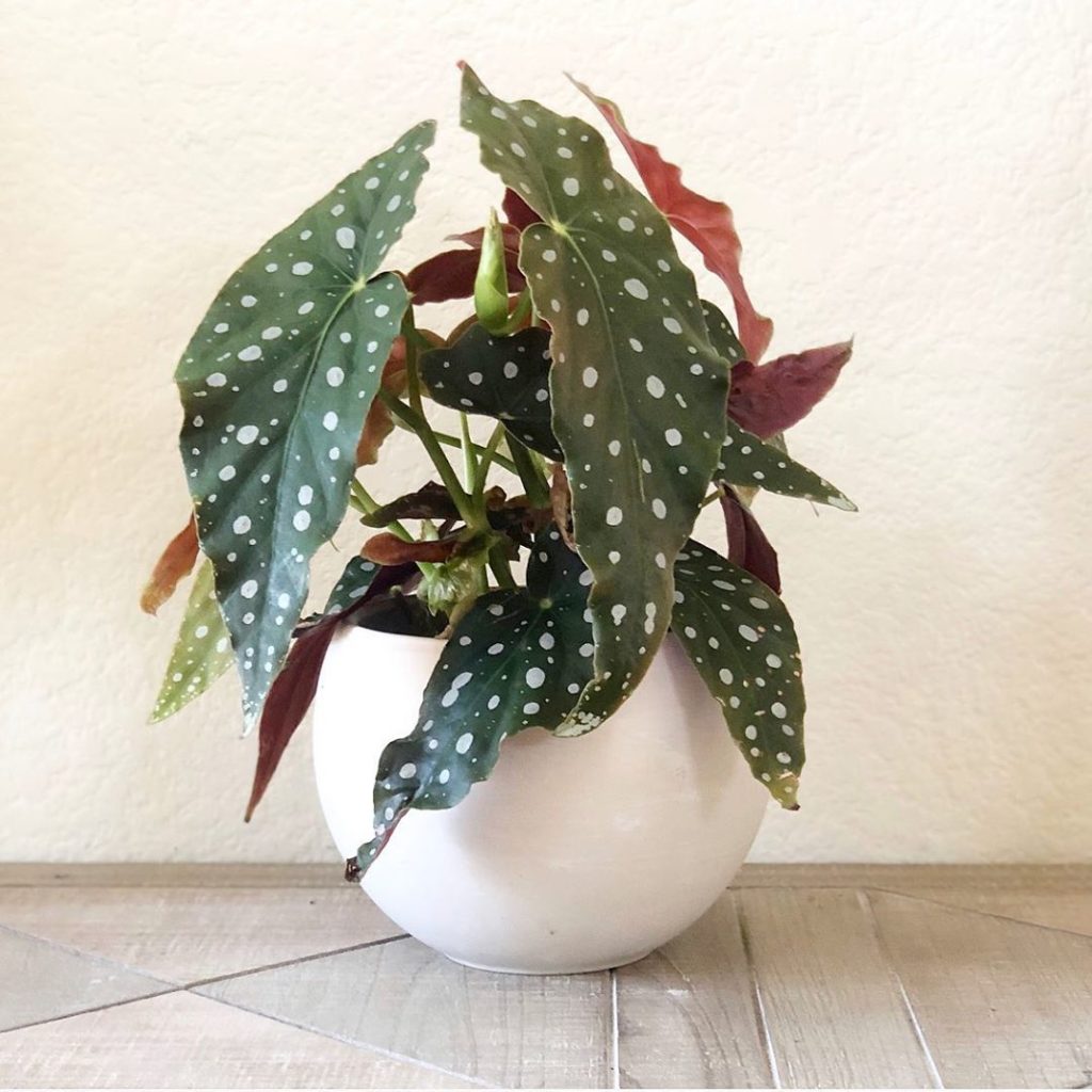 Polka Dot Begonia is back in stock!...