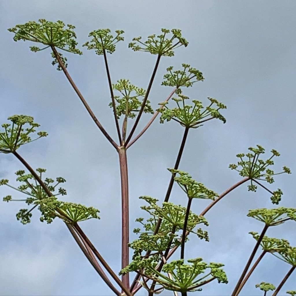 Peucedanum verticillare with ruby stems and creamy yellow umbels. The books say ...