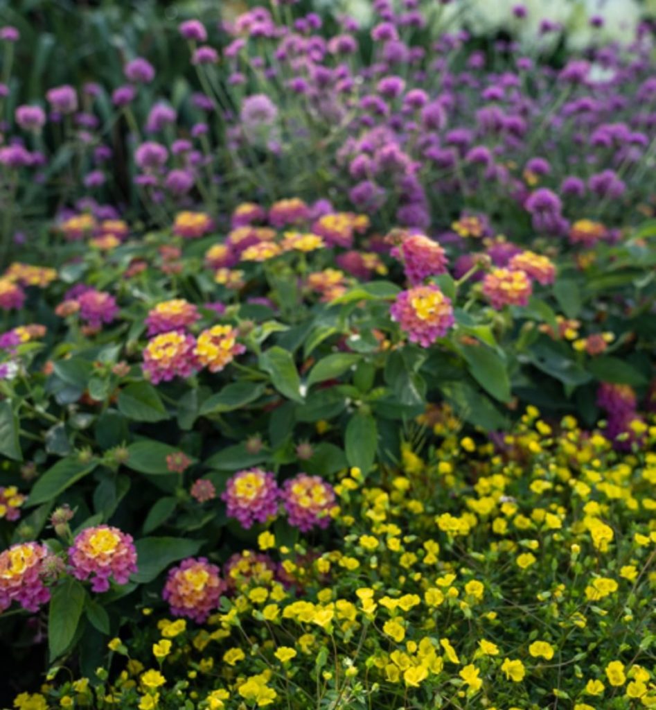 It's Pollinator Week!  What pollinator plants do you have in your garden?
.
Cele...